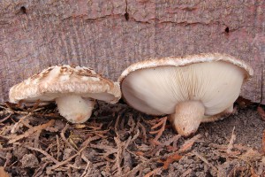 shiitake_lentinula_edodes.jpg