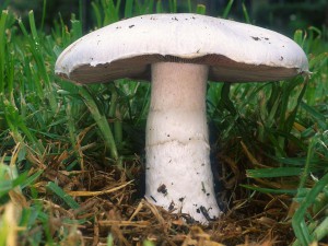 960px-agaricus_campestris.jpg