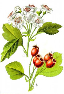 331px-crataegus_sp_sturm3.jpg