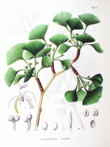 359px-ginkgo_biloba_sz136.png