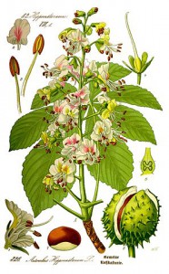 297px-illustration_aesculus_hippocastanum0_clean.jpg