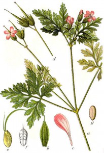 328px-geranium_robertianum_sturm7.jpg