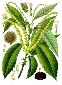 353px-castanea_sativa_-_kohler---s_medizinal-pflanzen-173.jpg