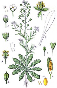 capsella bursa pastoris