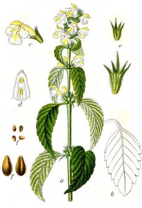 dalanum segetum