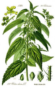 299px-illustration_urtica_dioica0_clean.jpg