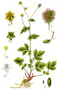 319px-geum_urbanum_sturm44.jpg