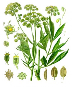 levisticum_officinale_-_kohler---s_medizinal-pflanzen-217.jpg