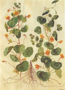 349px-gc1_tropaeolum_majus.jpg