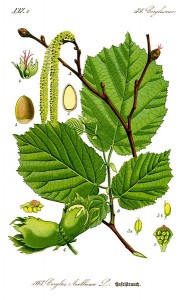 369px-illustration_corylus_avellana0_clean.jpg