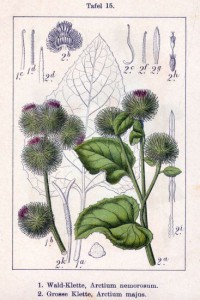 arctium_nemorusum.jpg