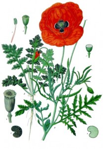 papaver_rhoeas_-_kohler---s_medizinal-pflanzen-101.jpg