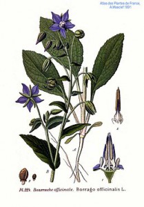 258px-224_borrago_officinalis_l.jpg