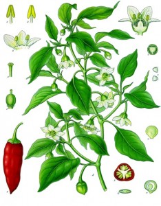 capsicum_annuum_-_kohler---s_medizinal-pflanzen-027.jpg