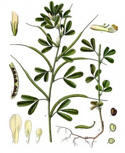 392px-trigonella_foenum-graecum_-_kohler---s_medizinal-pflanzen-273.jpg