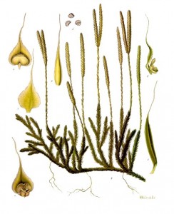 lycopodium_clavatum_-_kohler---s_medizinal-pflanzen-219.jpg